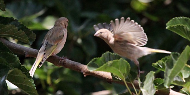 Types Of Birds In Lebanon